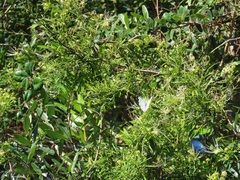 Maerua rosmarinoides