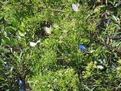 Maerua rosmarinoides