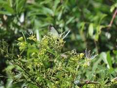 Maerua rosmarinoides