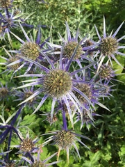 Eryngium amethystinum