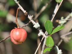 Putterlickia neglecta