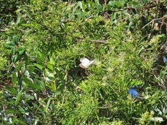 Maerua rosmarinoides