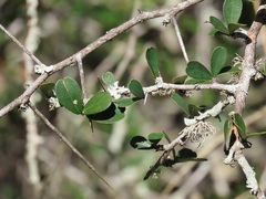 Putterlickia neglecta