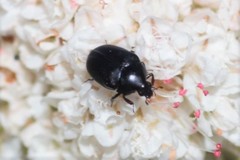 Orphilus subnitidus