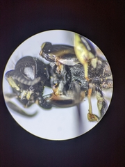 Crabro latipes