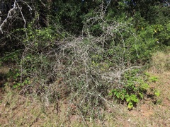 Putterlickia neglecta