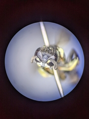 Crabro latipes