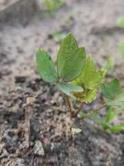 Levisticum officinale