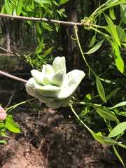 Exobasidium symploci