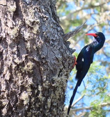 Phoeniculus purpureus marwitzi