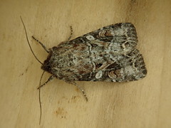 Trichordestra liquida