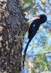 Phoeniculus purpureus marwitzi
