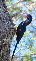 Phoeniculus purpureus marwitzi