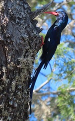 Phoeniculus purpureus marwitzi