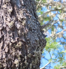 Phoeniculus purpureus marwitzi
