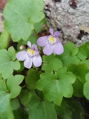 Cymbalaria muralis
