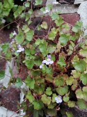 Cymbalaria muralis
