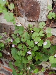 Cymbalaria muralis