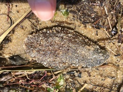 Sclerodactyla briareus