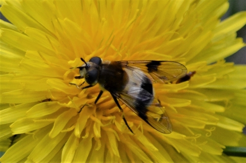 Blotch-winged Hoverfly photo 4
