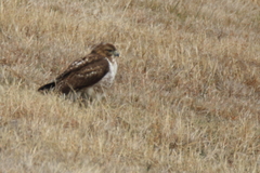 Buteo jamaicensis