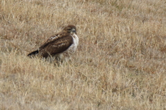 Buteo jamaicensis