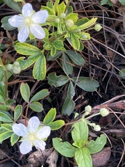 Sibbaldiopsis