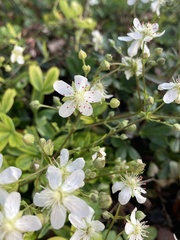 Sibbaldiopsis