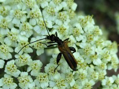 Oedemera femorata