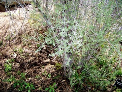 Shepherdia argentea