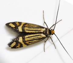 Nemophora ochsenheimerella