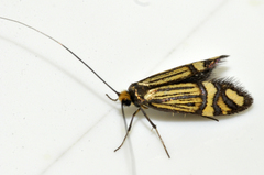 Nemophora ochsenheimerella