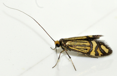 Nemophora ochsenheimerella
