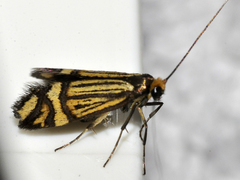Nemophora ochsenheimerella