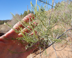 Parryella filifolia