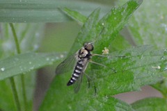 Chrysopilus ornatus