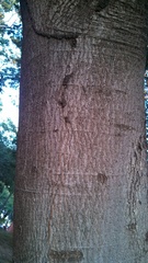 Enterolobium cyclocarpum
