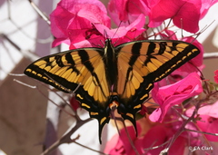 Papilio rutulus