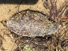Sclerodactyla briareus