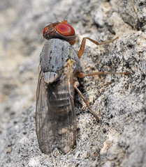 Prosopomyia pallida