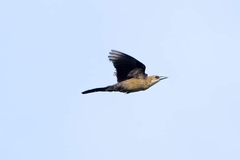 Quiscalus major image