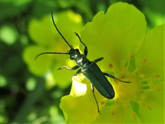 Anogcodes seladonius