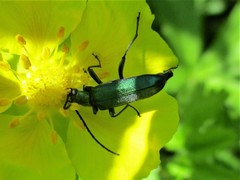 Anogcodes seladonius