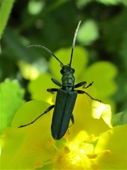 Anogcodes seladonius