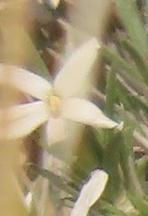 Phlox austromontana
