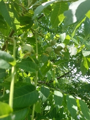 Juglans nigra