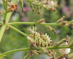 Pseudocreobotra wahlbergi