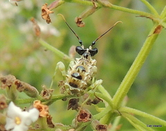 Pseudocreobotra wahlbergi