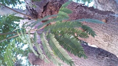 Enterolobium cyclocarpum