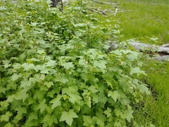 Ribes hudsonianum